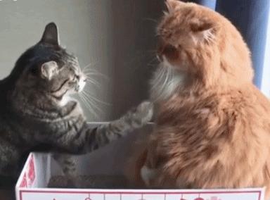 路上遇见这种猫一定要捡回家,捡到这五种猫一定要带回家