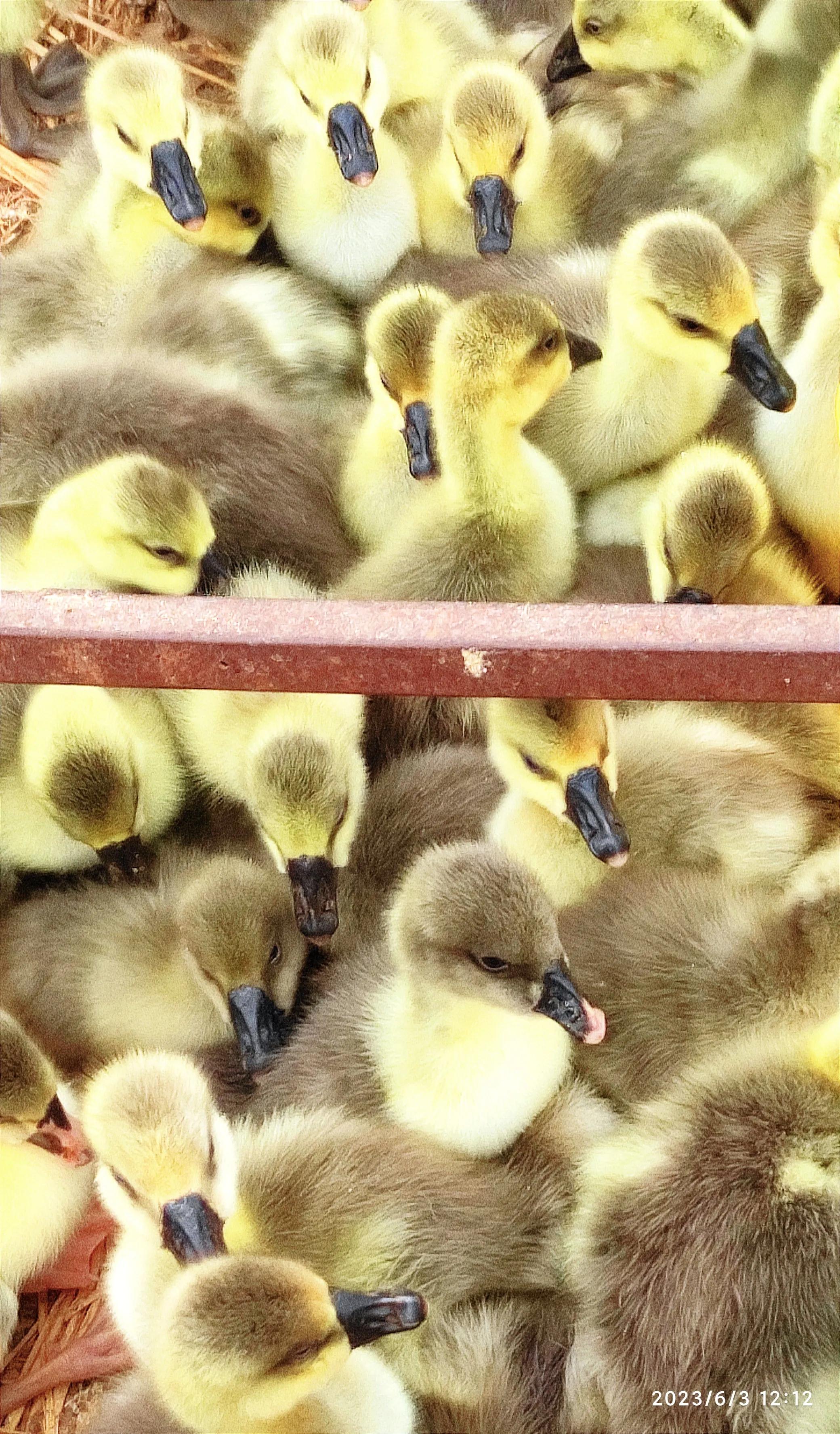 *疆新**温宿县家禽家畜养殖业成为当地农民增收致富的富民产业