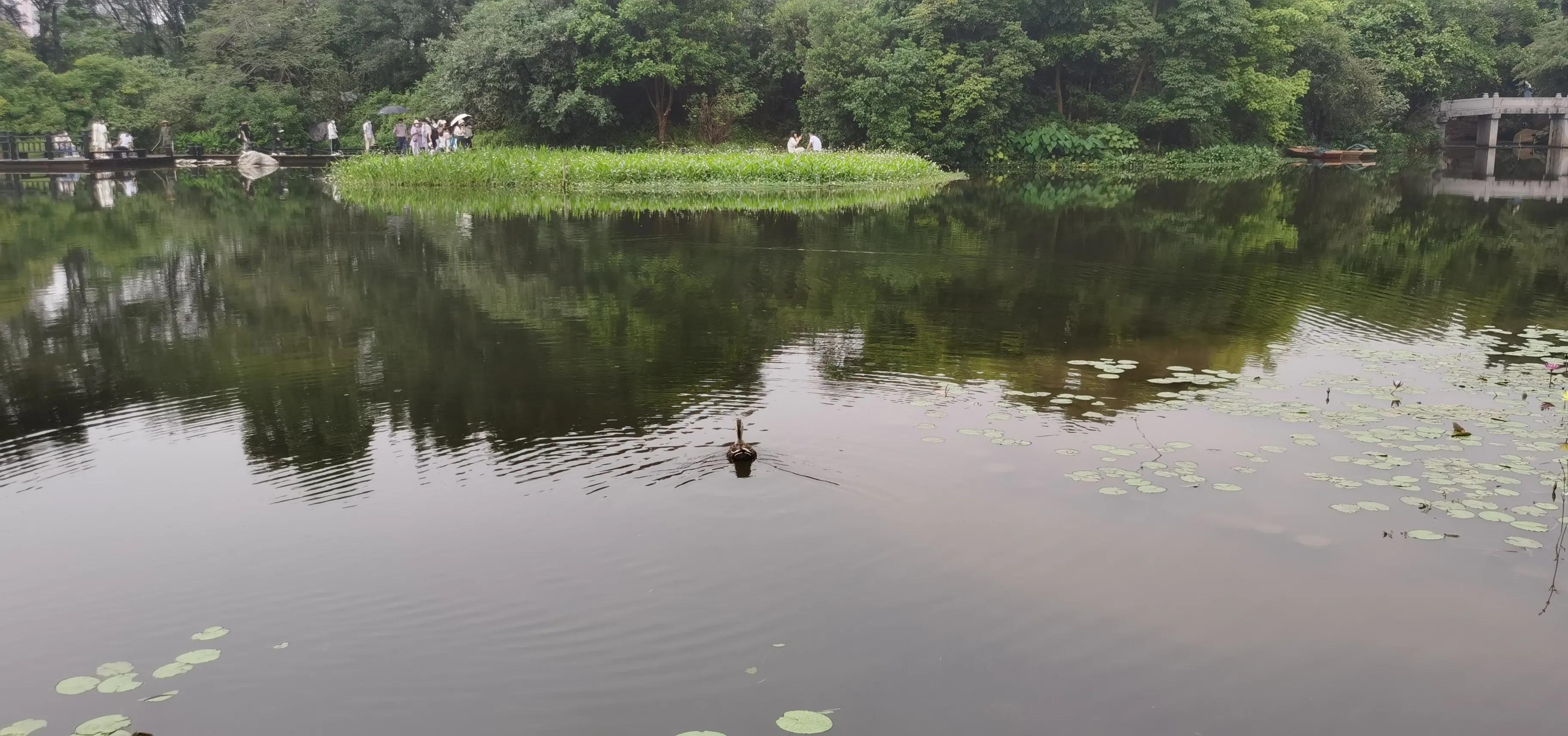 海珠湖湿地公园观鸟,海珠湖湿地公园地图