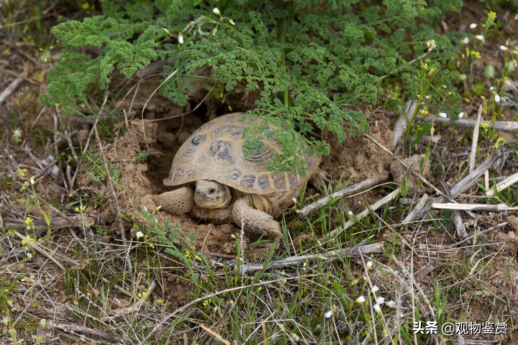 乌龟的假死状态是怎样的,如何判断乌龟在冬眠还是死了