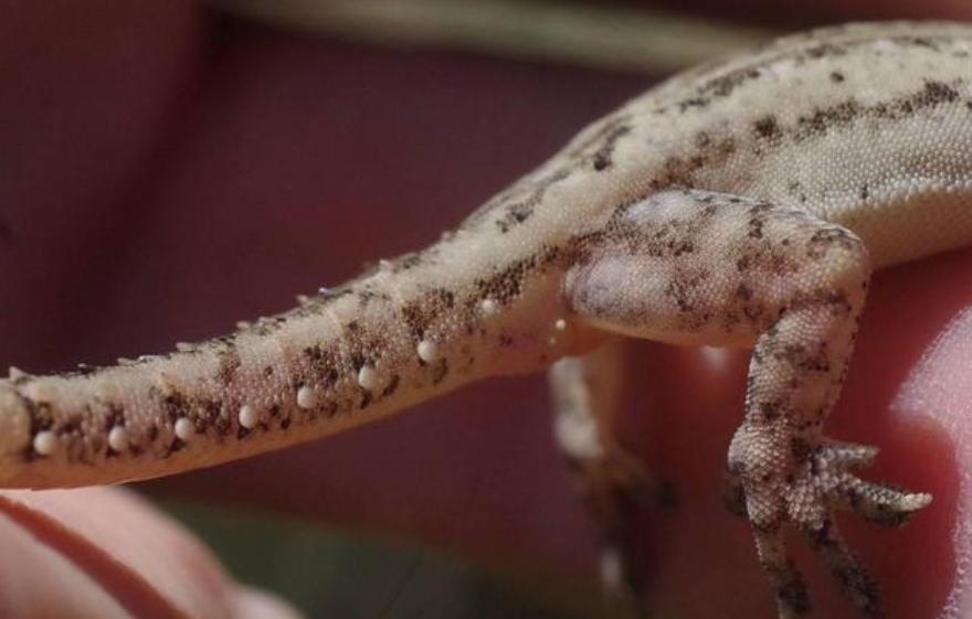 壁虎现实有那么毒么,人畜无害的壁虎为什么会列入五毒