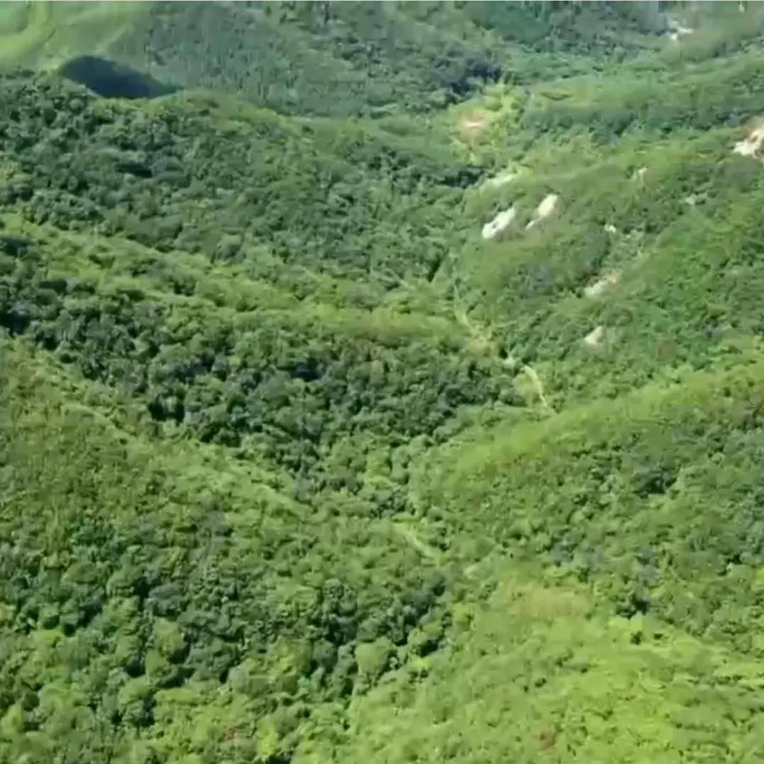 山地果园种林下参合法吗,山林地出租种林下参多少钱一亩