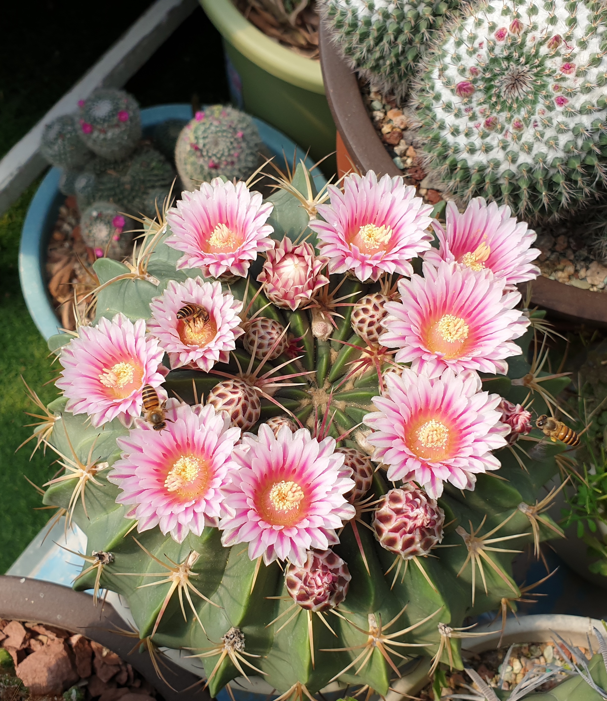 凌波和赤城仙人球多大能开花,赤城仙人球和海王丸仙人球哪个好