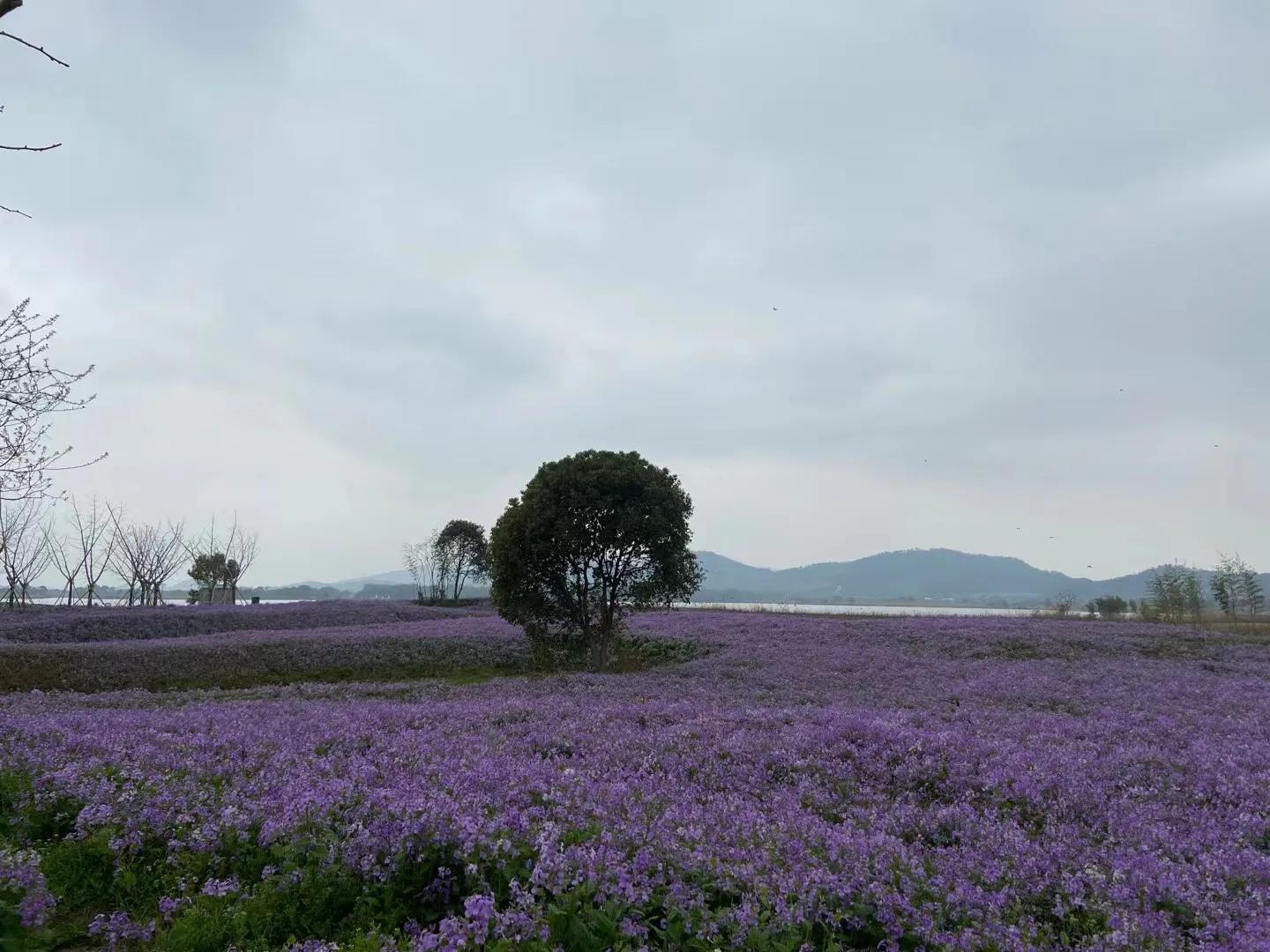 聊聊养宠物,养宠物的趣事