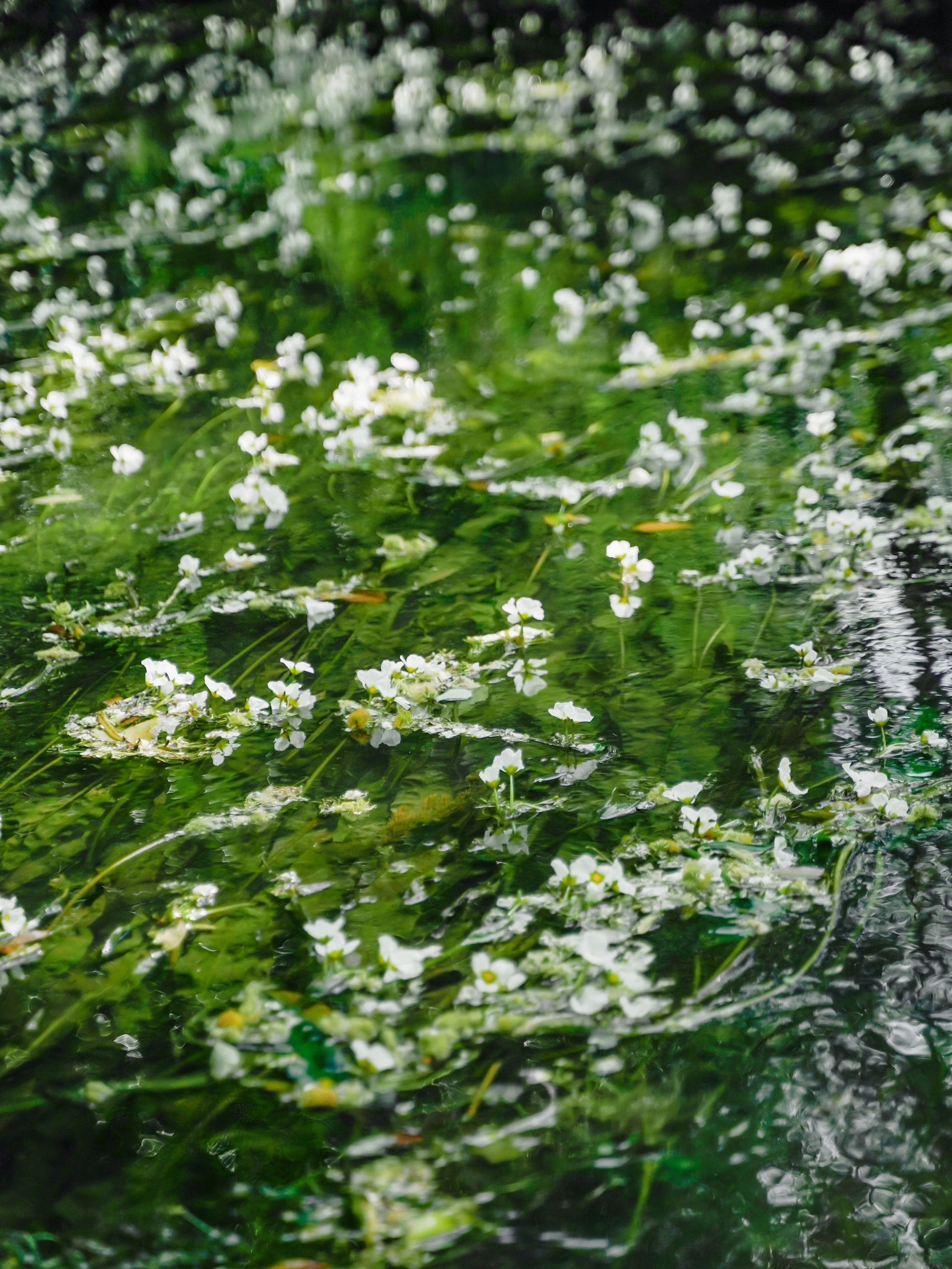 水上莫奈花园,昆明莫奈的花园美爆了
