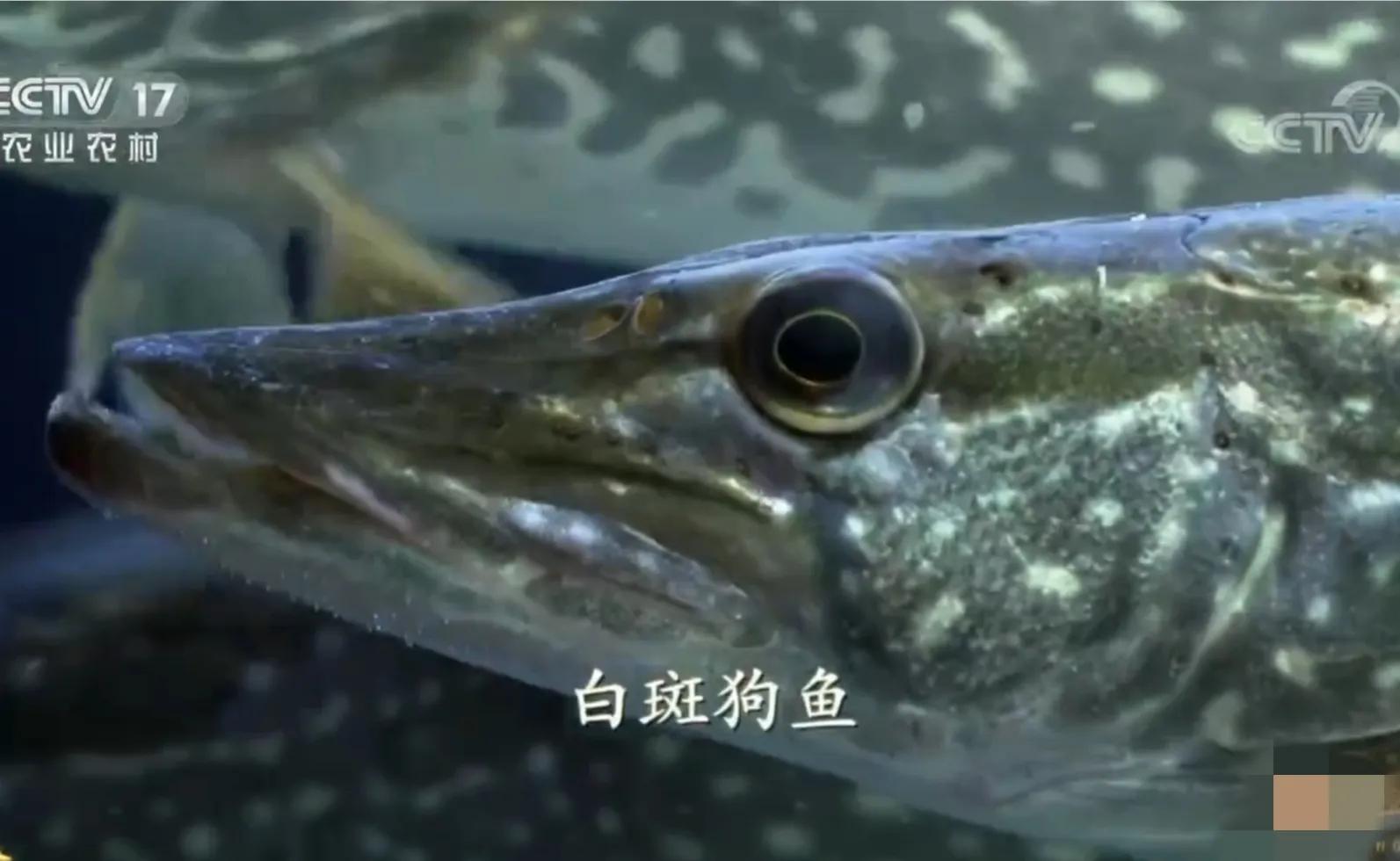 承包鱼塘也能年入百万,男子承包鱼塘后续