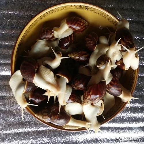 中华白玉蜗牛和非洲白玉,南湖区中华白玉蜗牛
