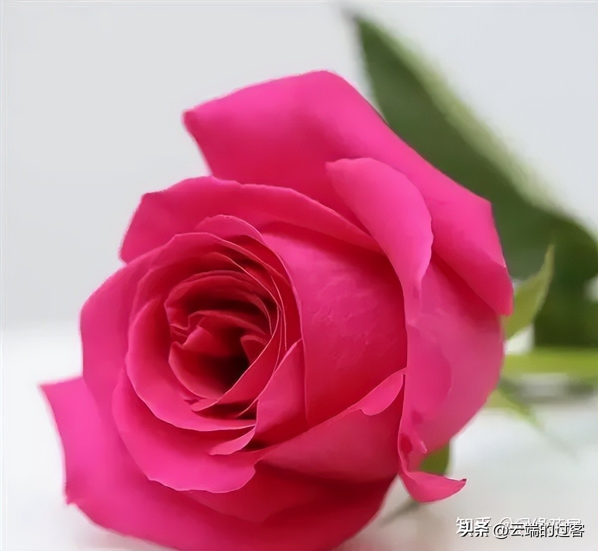 1到99朵玫瑰的含义图片,1到99朵玫瑰花语是什么