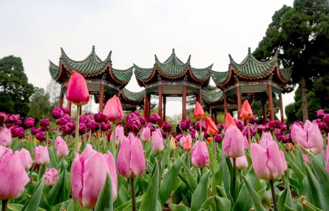 郑州经开区赏花胜地,三月郑州附近有什么赏花的