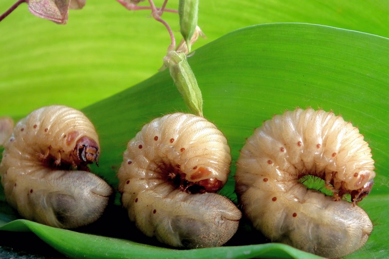 白土蚕怎么做,农村喂猪的桑蚕