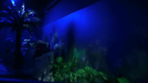 十部顶级丛林冒险电影勇敢者游戏,勇敢者游戏主题公园