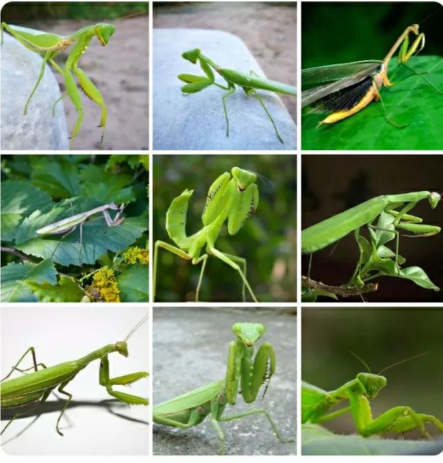 昆虫记螳螂图片大全,昆虫记螳螂内容