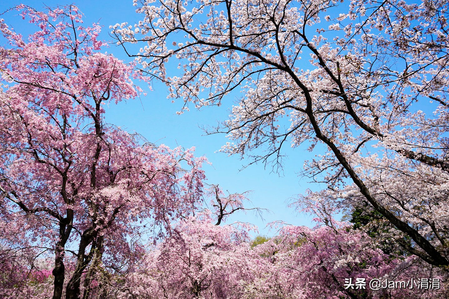 适合拍花的滤镜高级,拍春天适合用什么滤镜