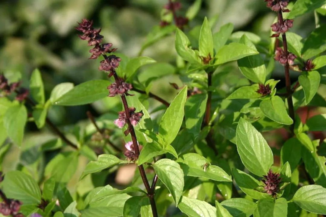 甜罗勒和荆芥 (甜罗勒与九层塔荆芥)