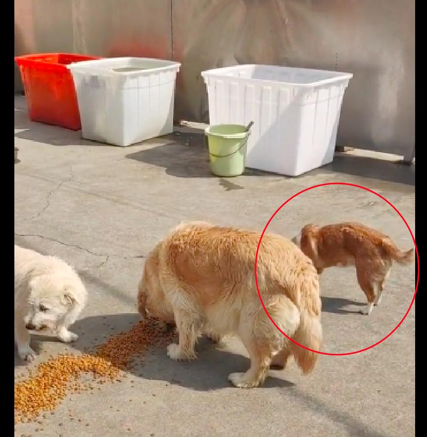 狗狗多次被弃养自卑,狗狗被领养后又接了回去