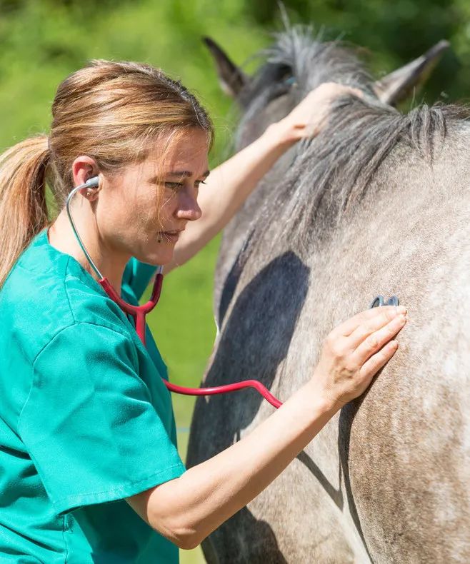 买马的时候该怎么挑,新手买马需要注意什么