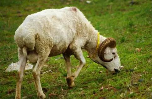 羊不吃食吃土是怎么回事,羊不吃食用什么方法好