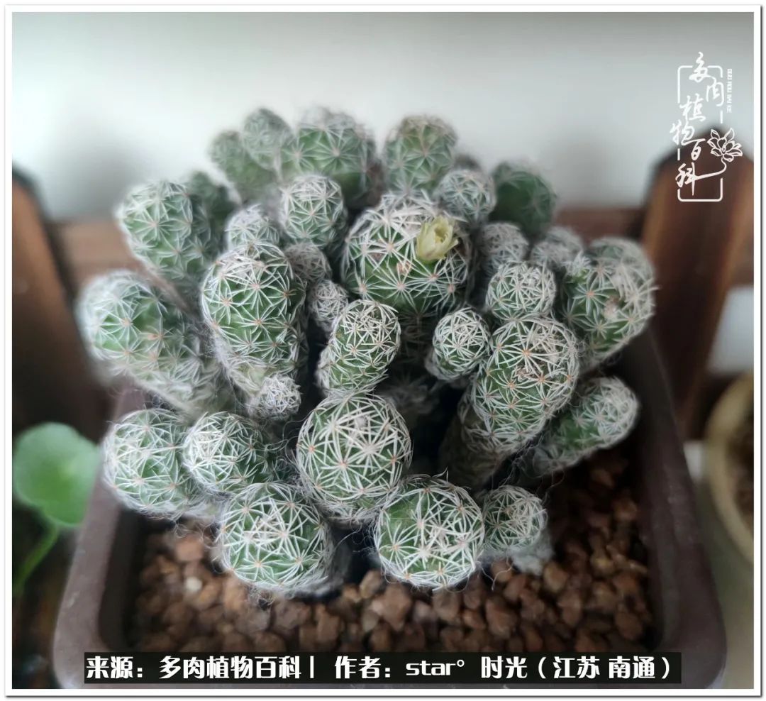 养花草怡心怡情,一棵多肉治愈心情