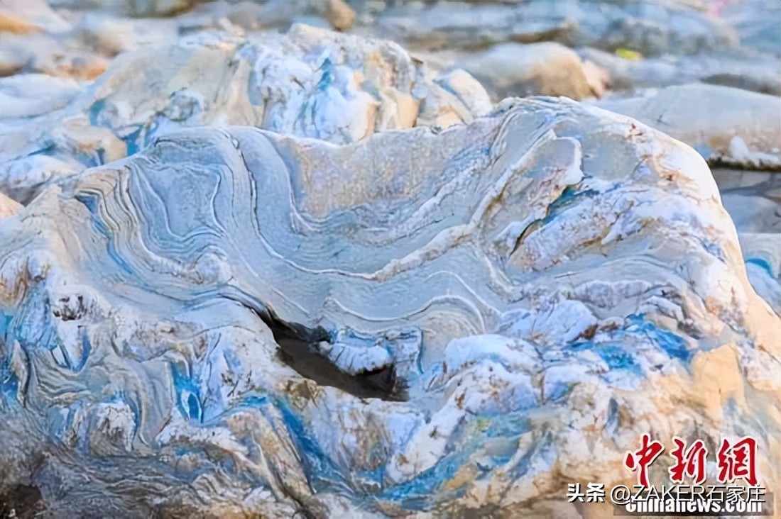 早新闻3.8|今天，所有女性免费！满城花开！石家庄市公园春季“赏花地图”来啦；石家庄启动春季“洁城行动”