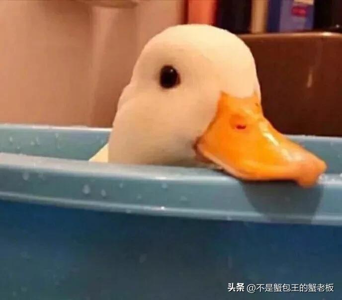 学车没有离合只有悲欢,走进驾校没有悲欢只有离合刹车