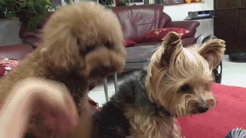 泰迪犬总会“舔人”，很脏吗？别误会，其实它想跟你说这些事