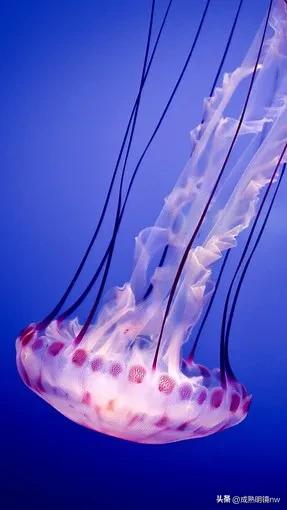 奇怪又美丽的水母,透明漂亮的水母