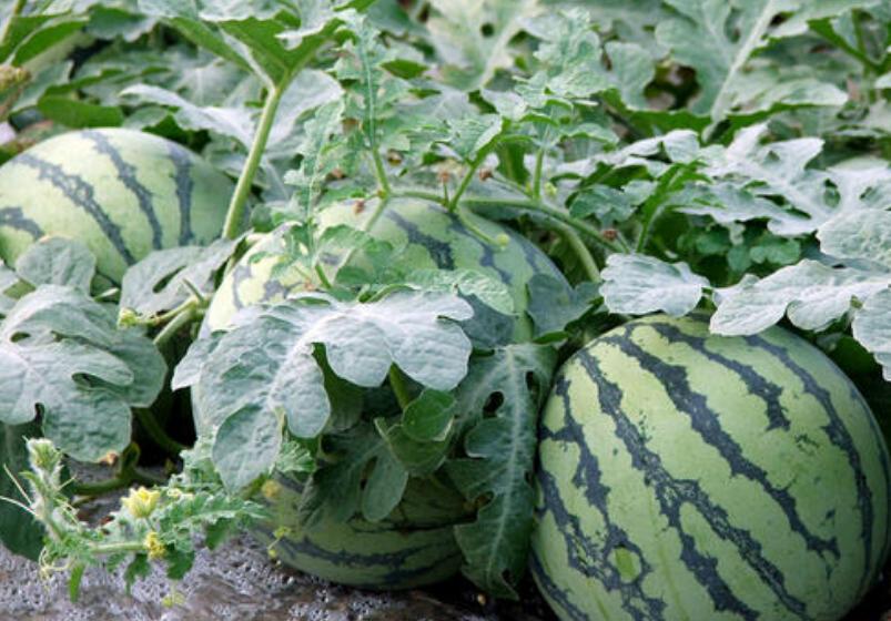 甘肃这边的水果,甘肃的水果少吗