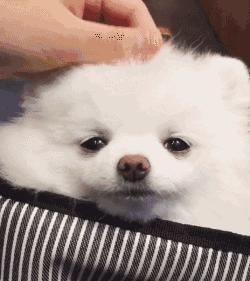 博美犬的饲养常识有哪些,博美犬优缺点有哪些表现