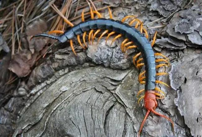 长很多只脚的小动物蜈蚣,蜈蚣是有8条腿的昆虫吗