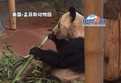 不讲武德!美国动物园为YY欢送,准备的蛋糕竟是大冰块,寒心!