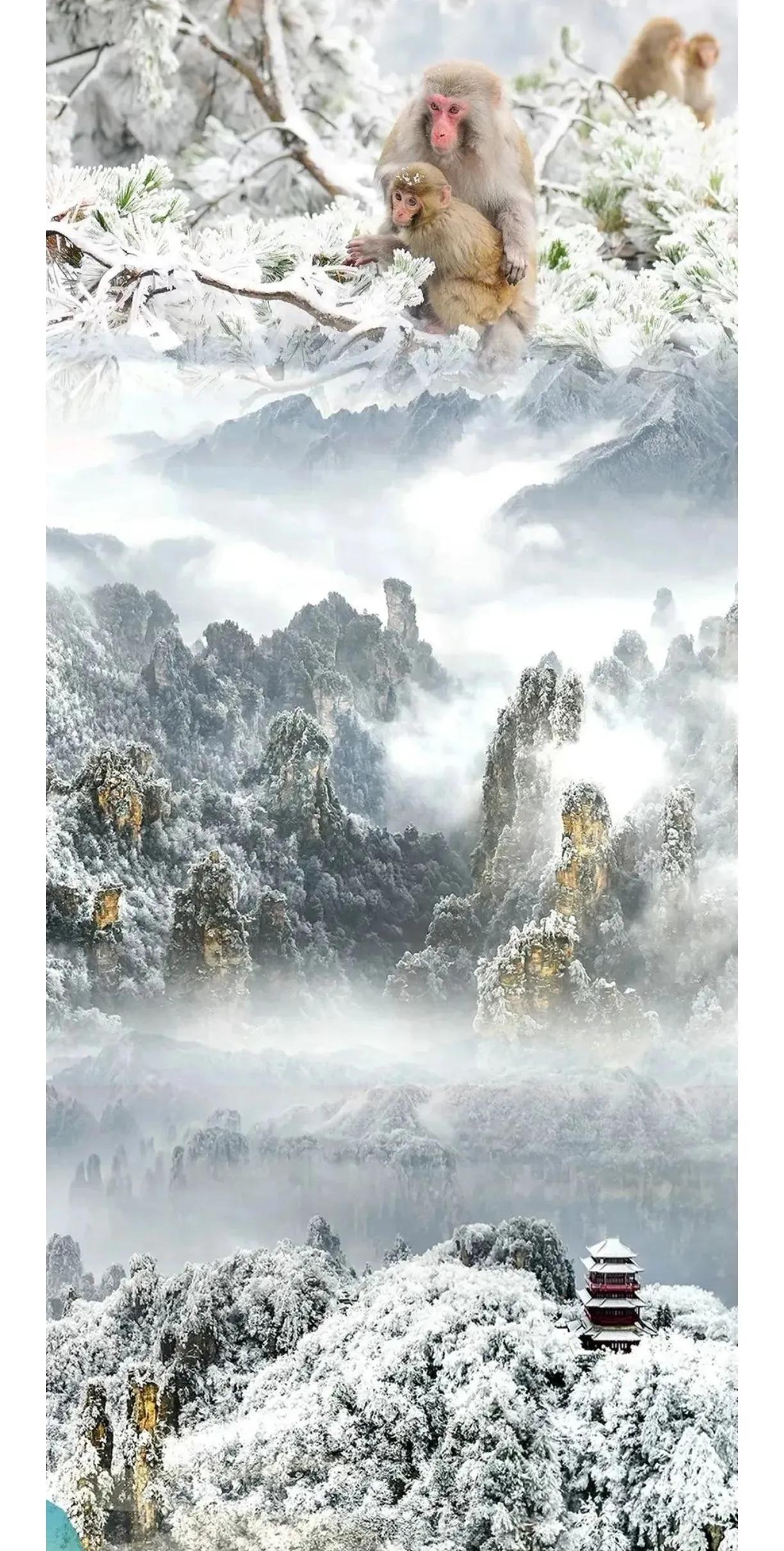 仙境张家界惊艳全世界,张家界的峰林峡谷仙境