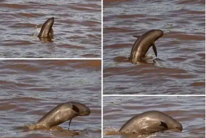 目前长江禁渔的状况,长江及其主要支流十年禁渔