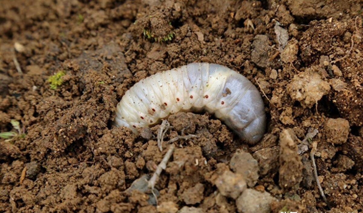 土蚕的预防与消杀,防治土蚕的最好方法