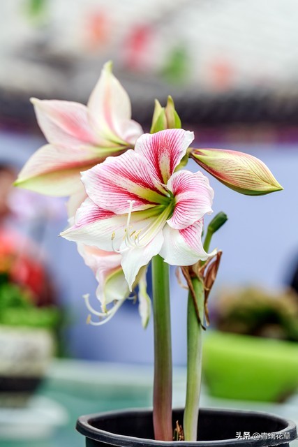 养花养成“花草杀手”，就养这些5种球根花，好看好养还有大用处