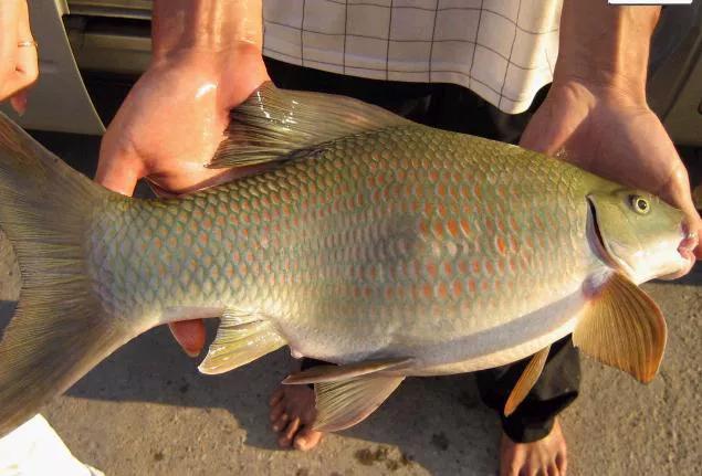 2020年禁养水产类名单,国家禁止放生的鱼类有哪些