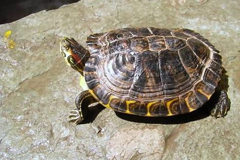 鼋和鳖龟的区别,鼋和乌龟的区别