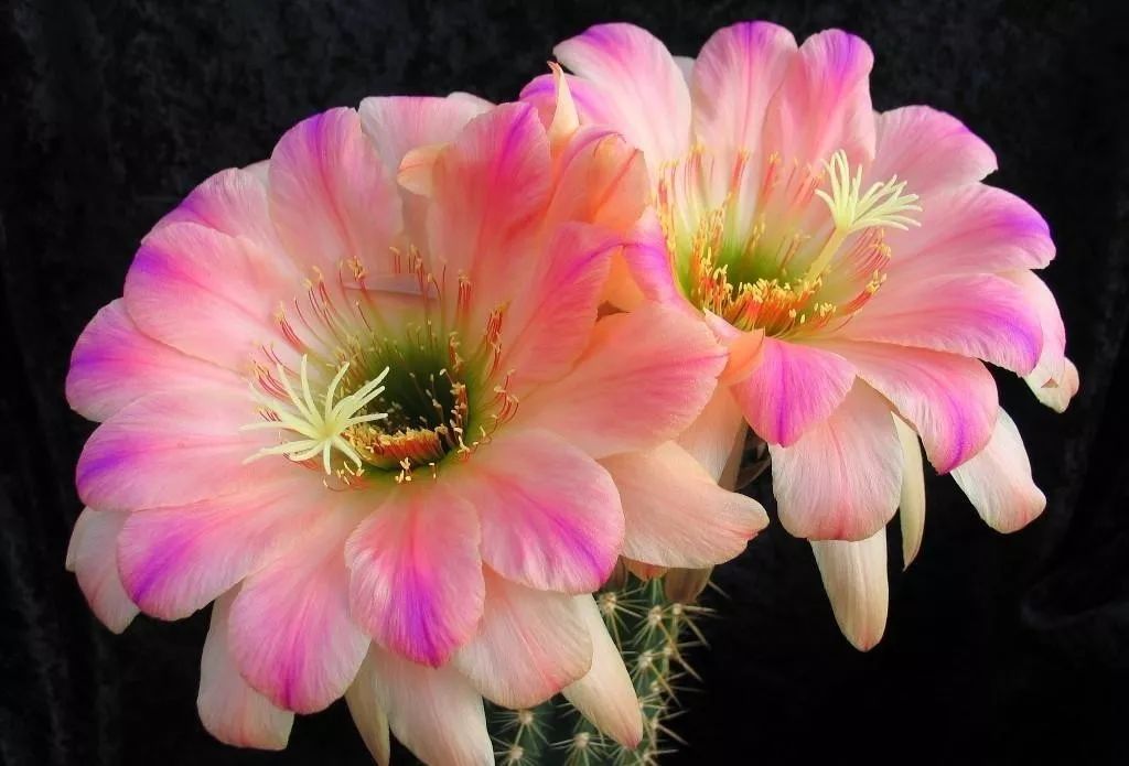 200种·仙人球开花图鉴，大开眼界，美到爆