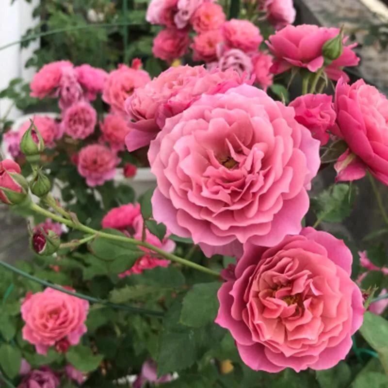 葵系列的月季,高贵浪漫的仙女月季