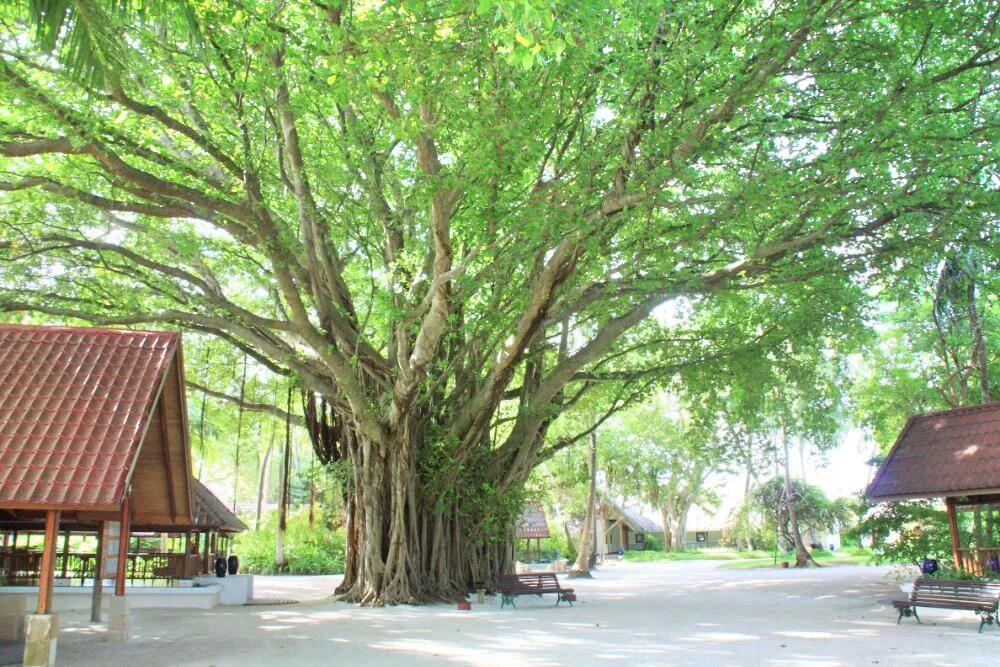 地理印度尼西亚,印度尼西亚有多少岛