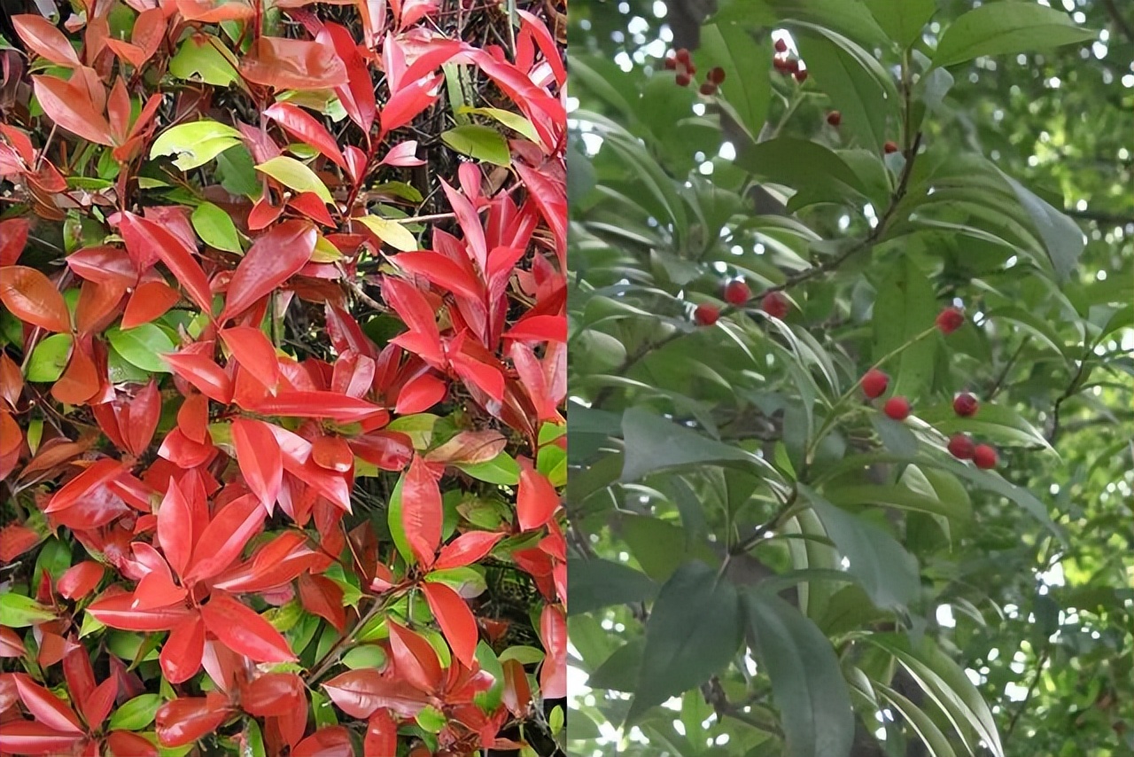 石楠为什么这么臭,石楠为什么有臭味