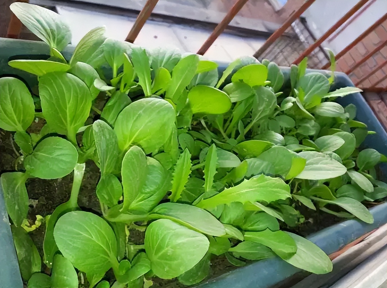 阳台如何种植蔬菜养花,阳台可以种植哪些蔬菜花卉