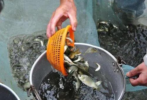 水霉烂尾是怎么造成的,水霉病害及治疗方法