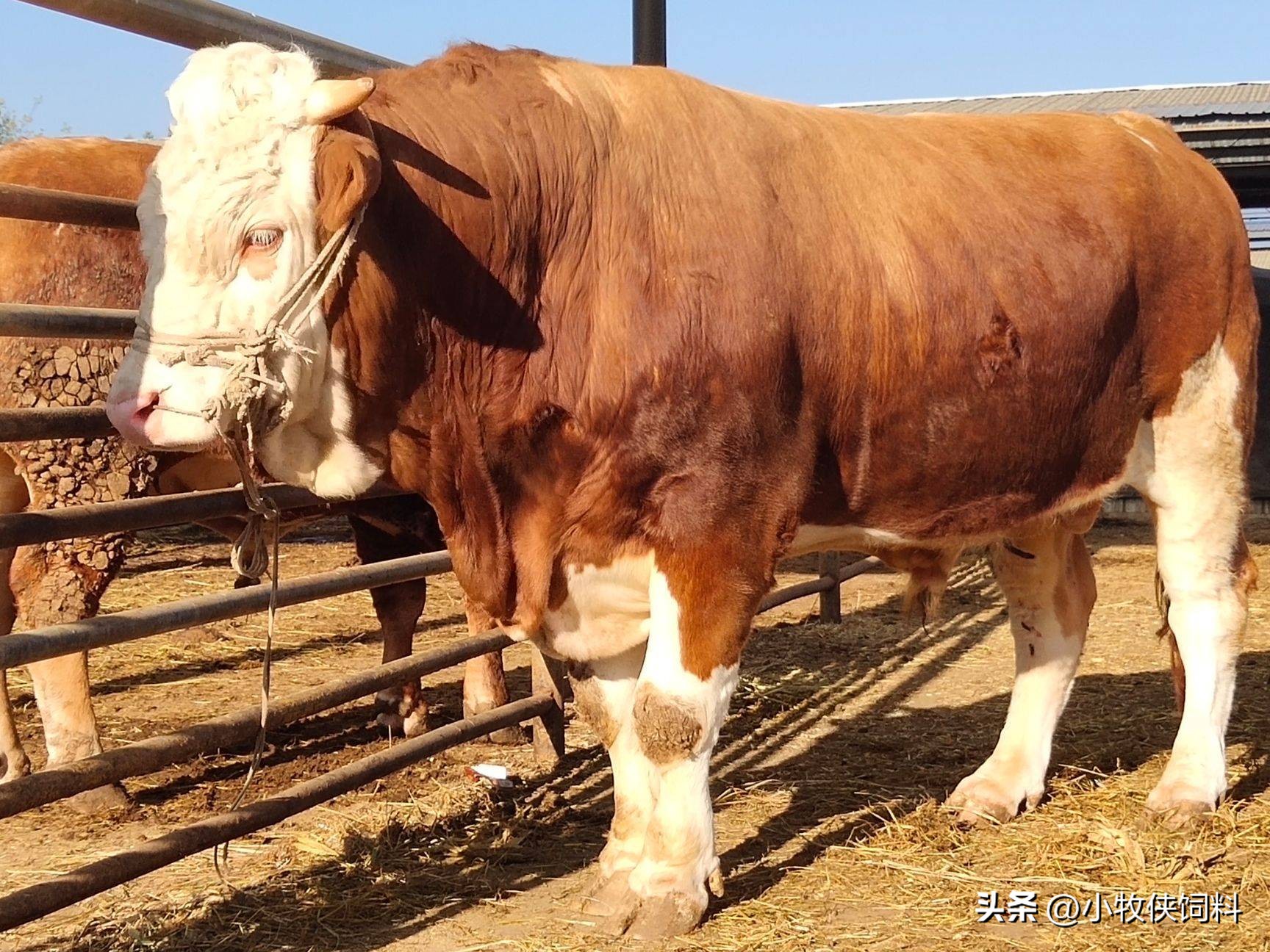 牛不反刍不排便怎么治疗,牛不反刍不排便好几天什么原因