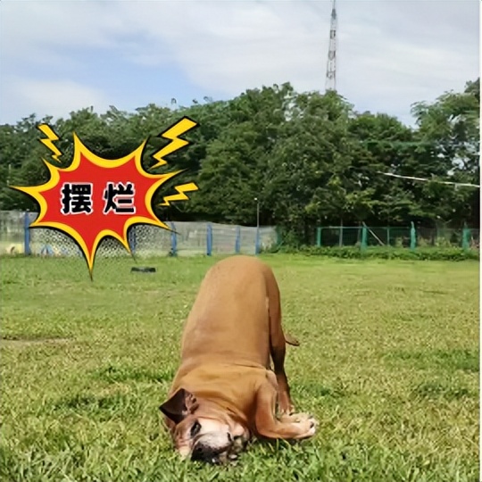 喜欢你混饭吃丨酷贝E族