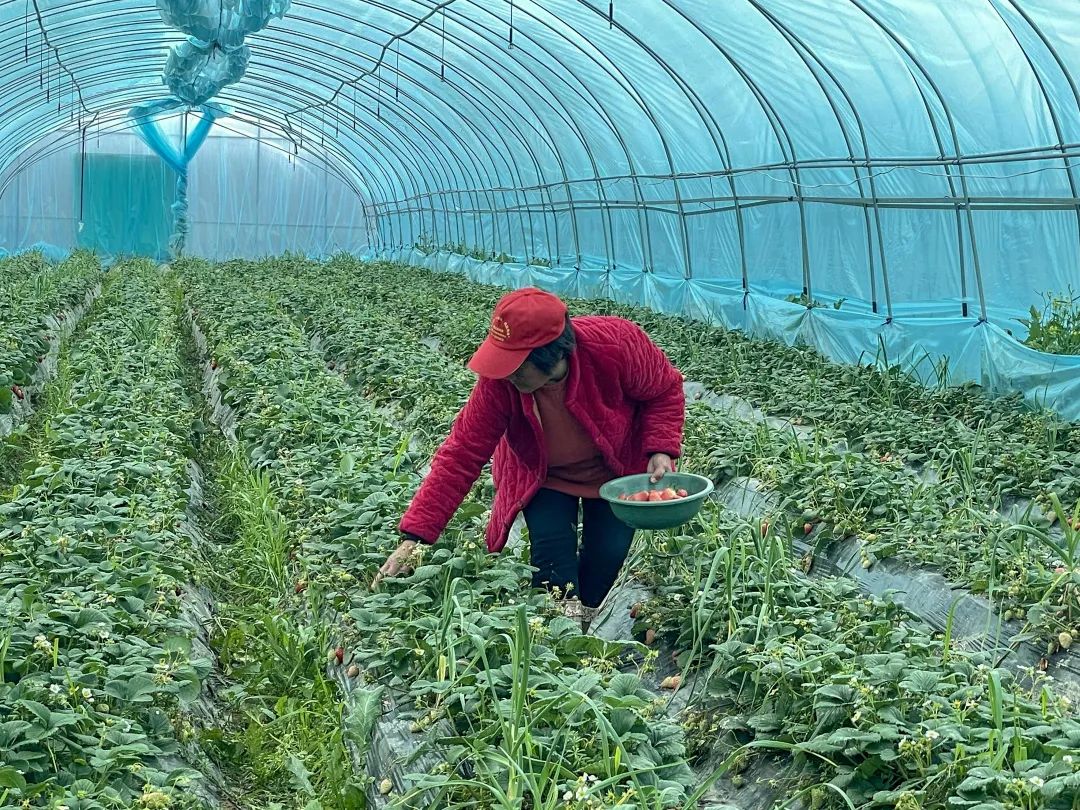 美丽邹庄“乐”翻了!