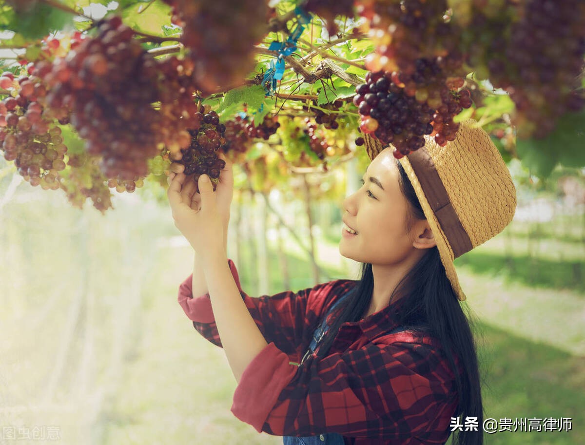 孳息的法律规定,孳息的法律意思