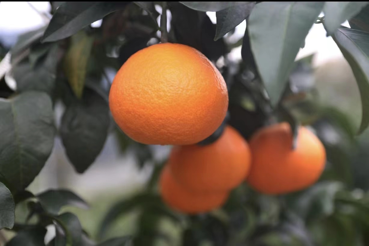 800元一斤的柠檬、最高亩产值20万元的柑橘，你知道这2种水果吗