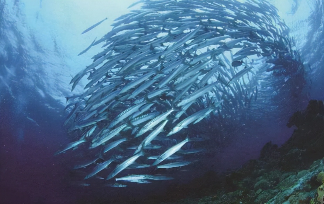 动物行为能预测地震是真的吗,专家分析常州地震还会有余震吗