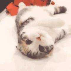 猫认你是主人,怎么辨别猫有主人和没有主人