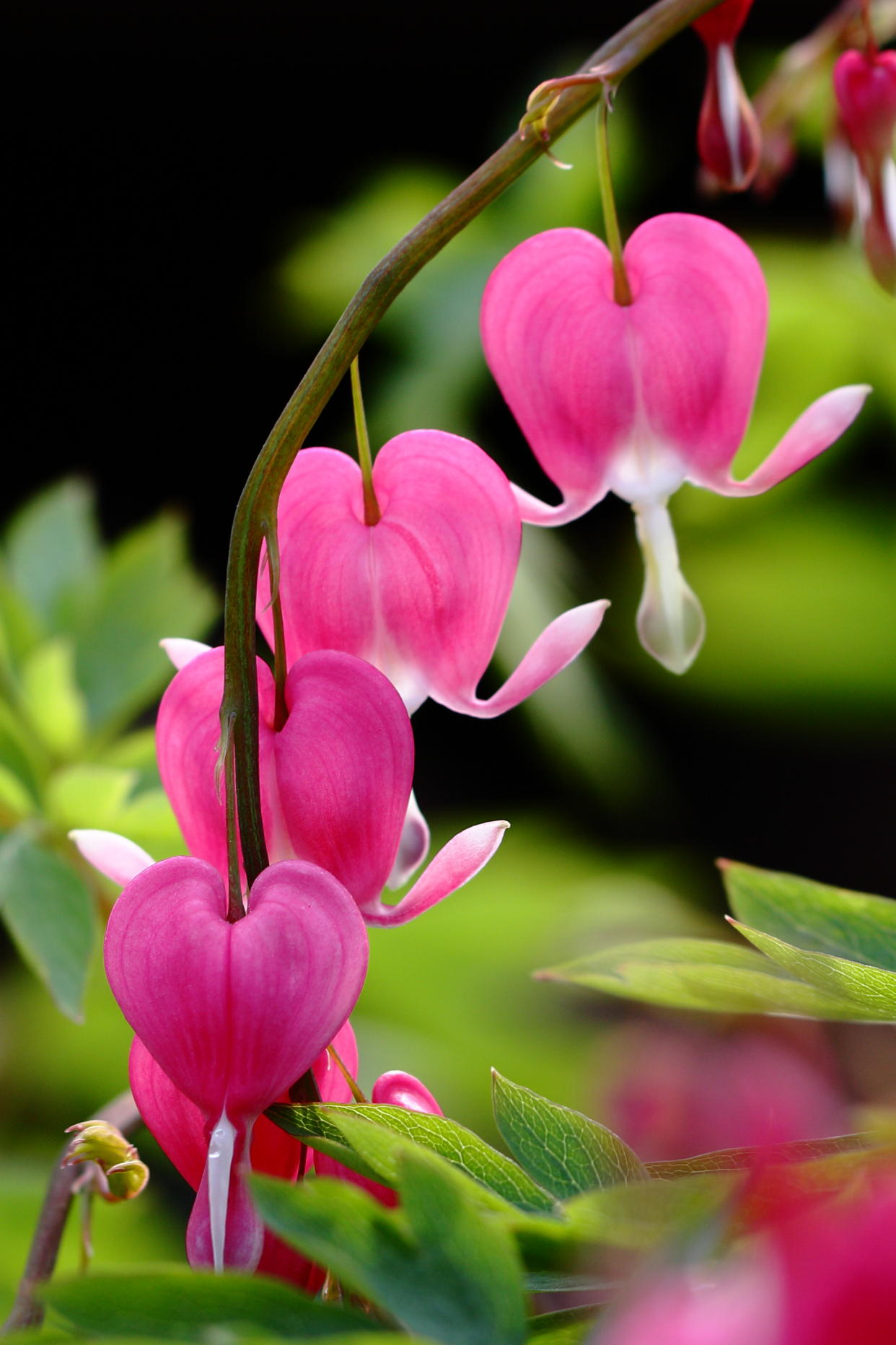 常见有毒花千万别碰,世上有毒的花和植物